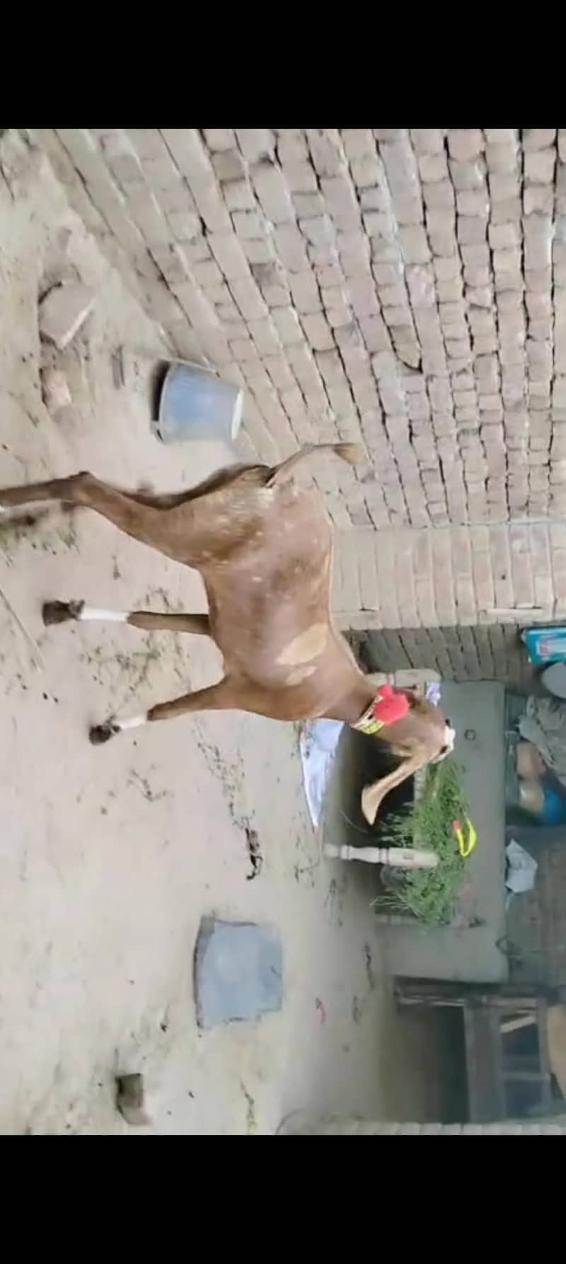 پیور دیسی شیرا پرنٹ پٹ دو دانت 0