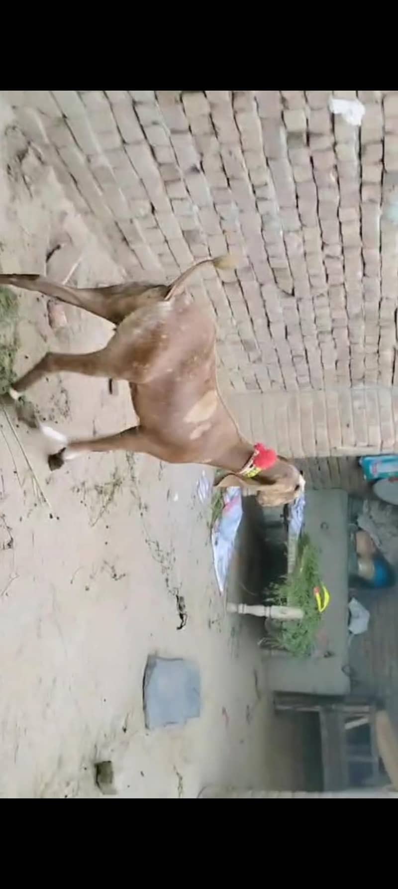 پیور دیسی شیرا پرنٹ پٹ دو دانت 2