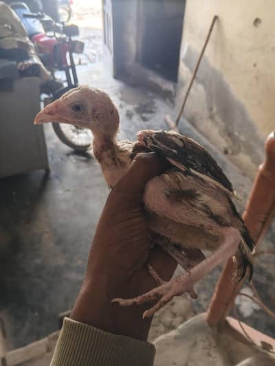 4 male 1 female Aseel lasani chicks