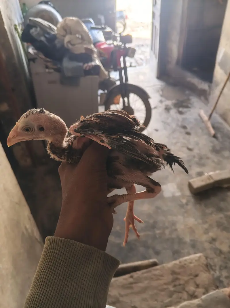4 male 1 female Aseel lasani chicks — photo 2