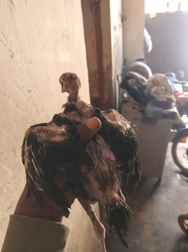4 male 1 female Aseel lasani chicks — photo 3