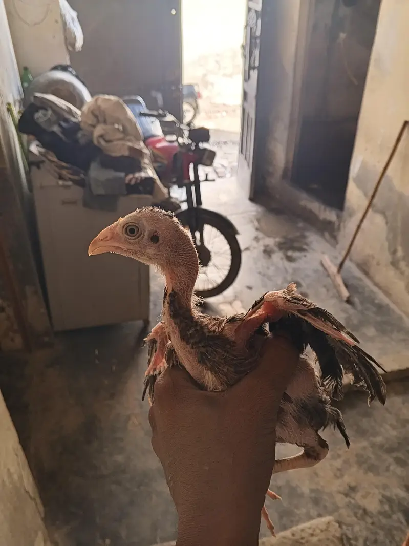4 male 1 female Aseel lasani chicks — photo 4