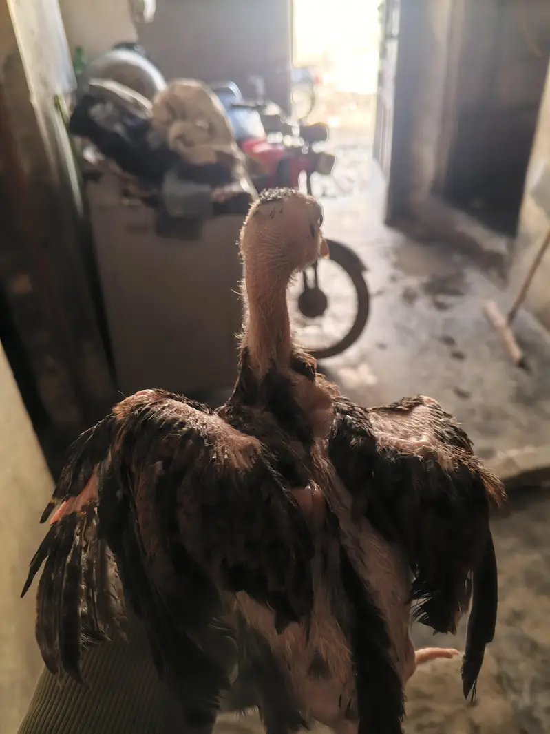 4 male 1 female Aseel lasani chicks — photo 5