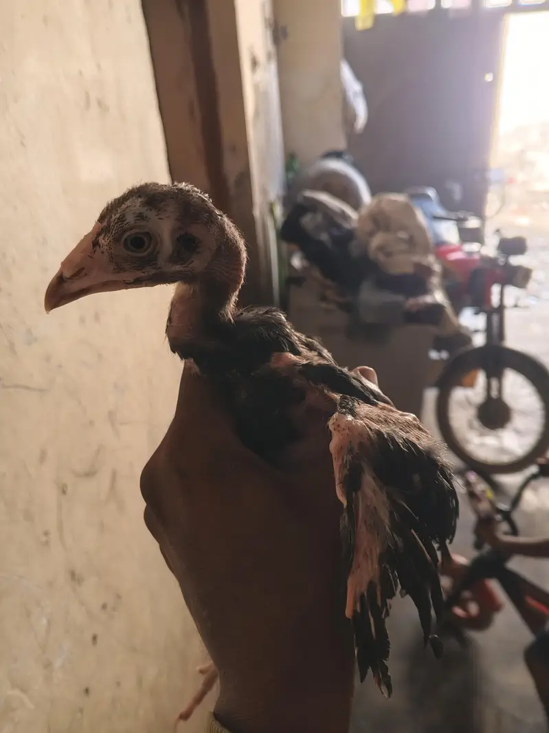 4 male 1 female Aseel lasani chicks — photo 6