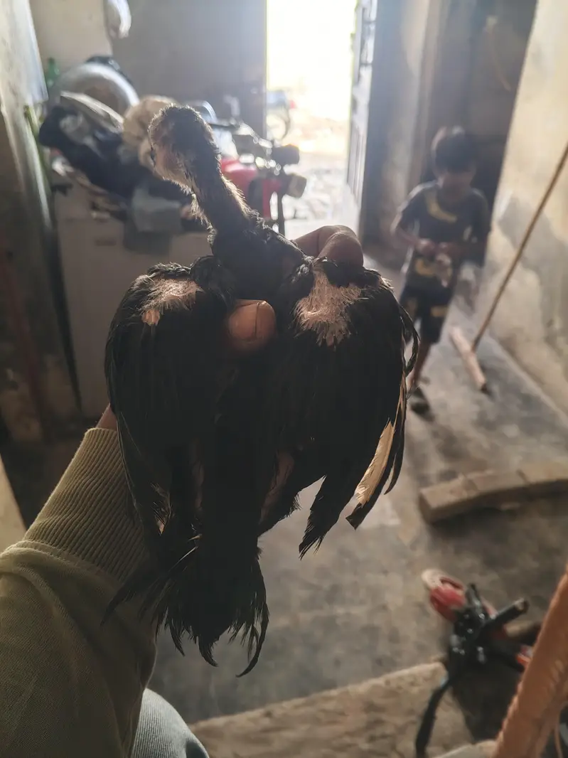4 male 1 female Aseel lasani chicks — photo 7