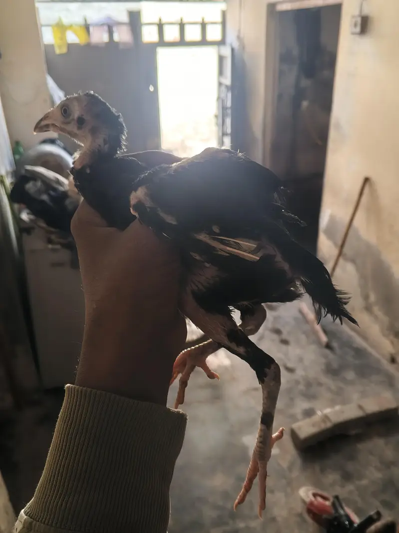 4 male 1 female Aseel lasani chicks — photo 8