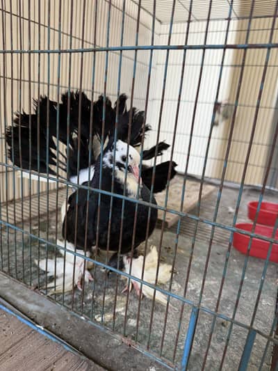 American lakay