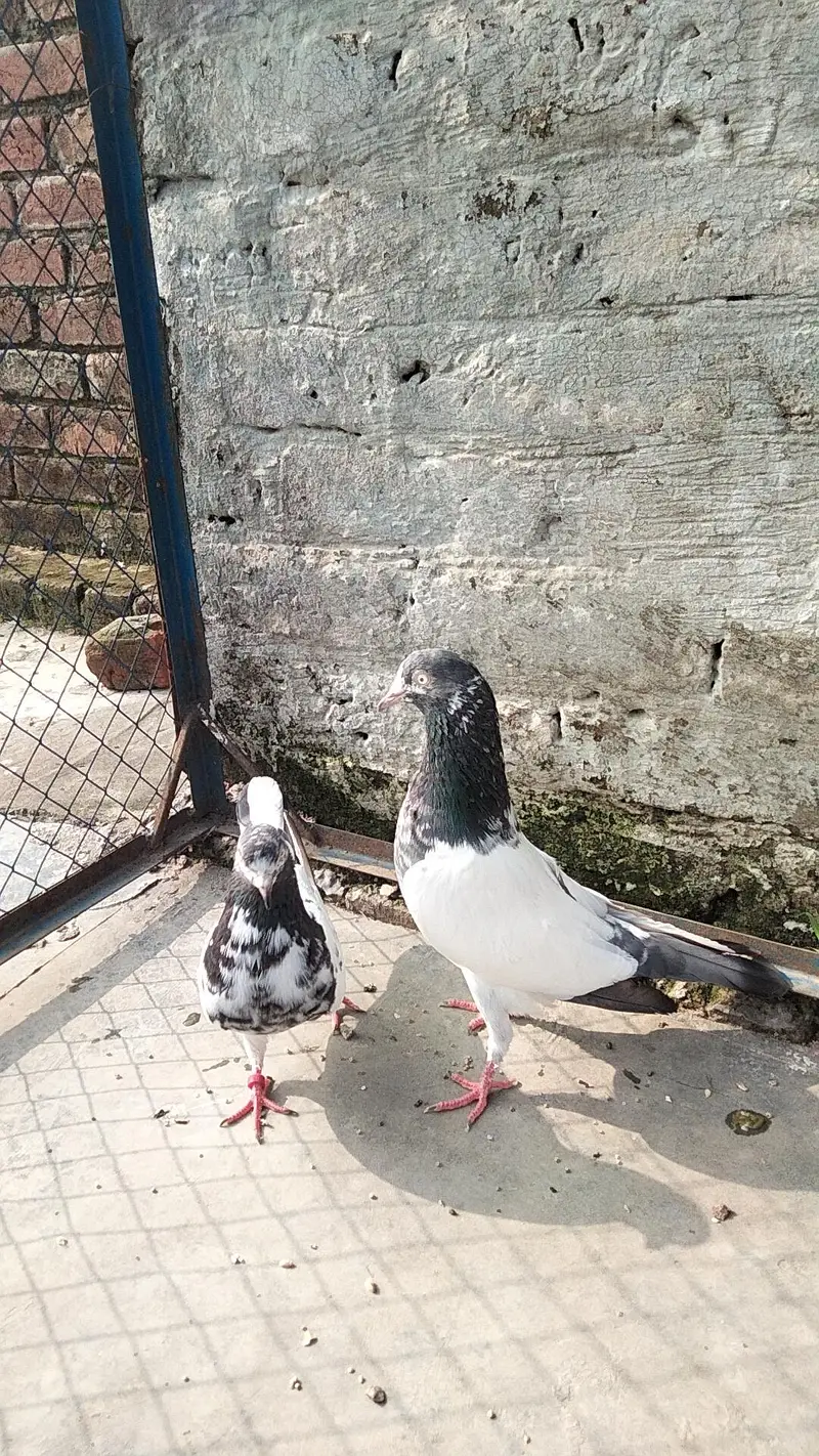 teddy pair young — photo 2