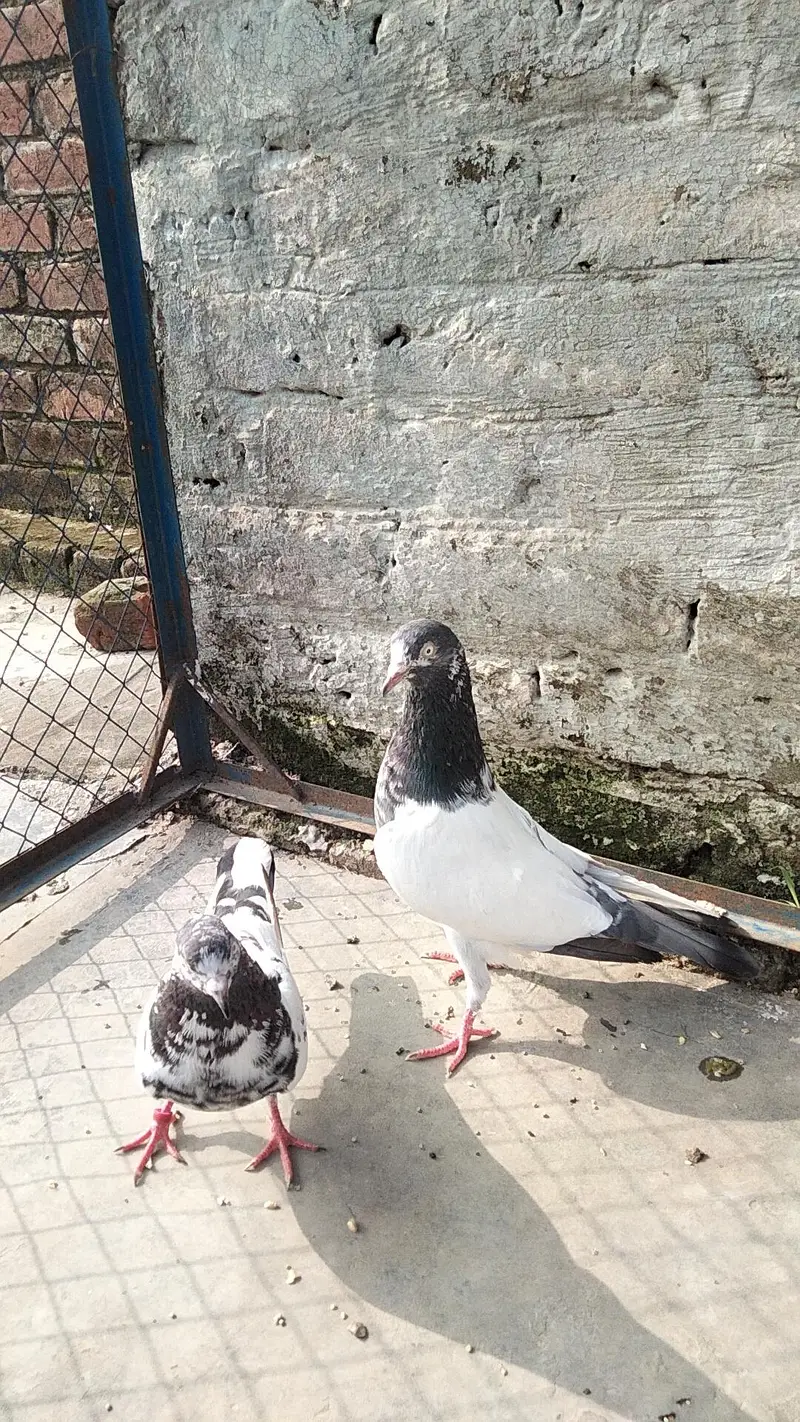 teddy pair young — photo 3