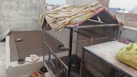 2 used pinjry for sale in Multan