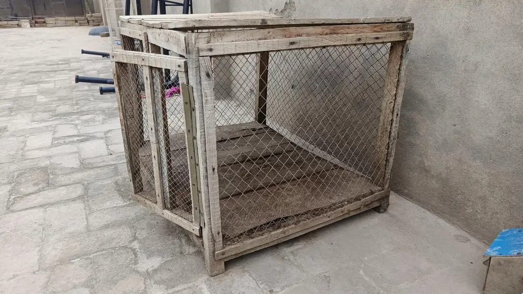 2 used pinjry for sale in Multan — photo 4