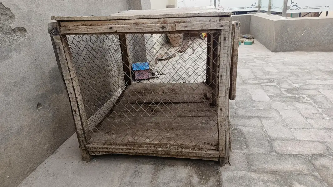 2 used pinjry for sale in Multan — photo 5