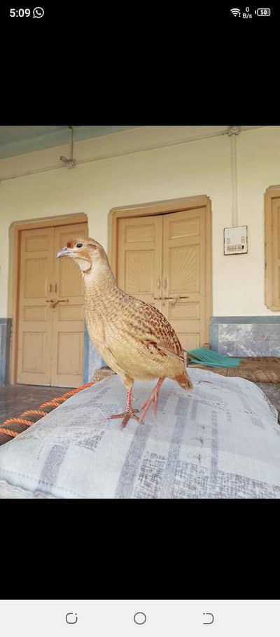 Breeder male Irani teetar