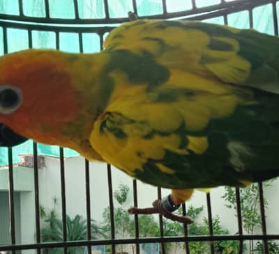 Sun conure Males