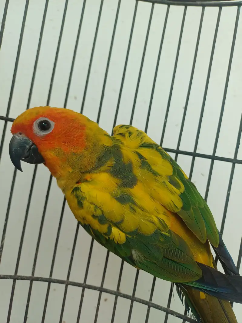 Sun conure Males — photo 2