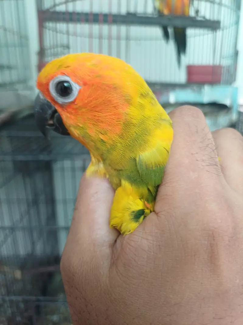 Sun conure Males — photo 3