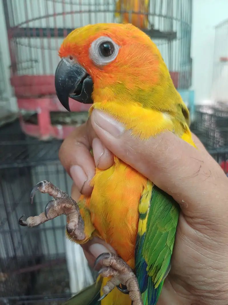 Sun conure Males — photo 4