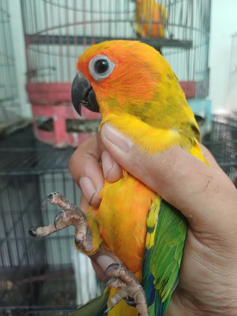 Sun conure Males — photo 5