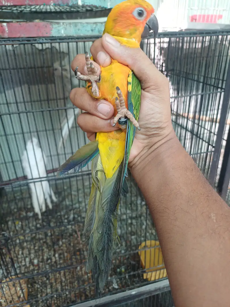 Sun conure Males — photo 6