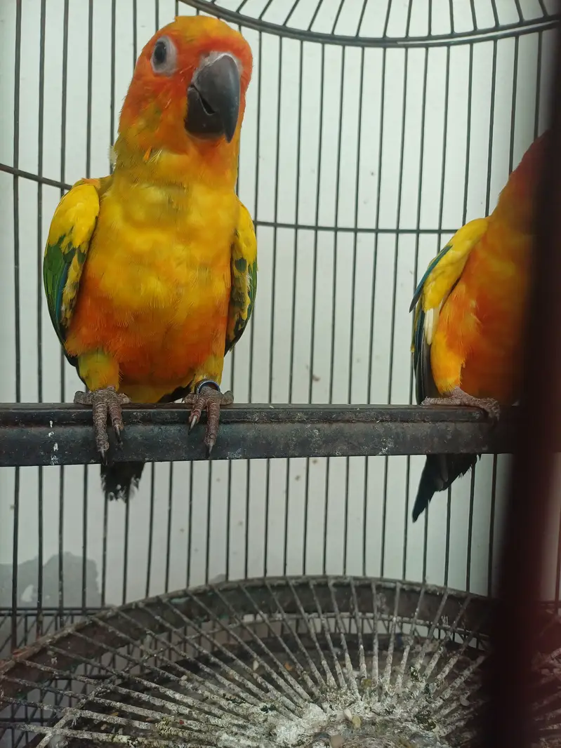 Sun conure Males — photo 7