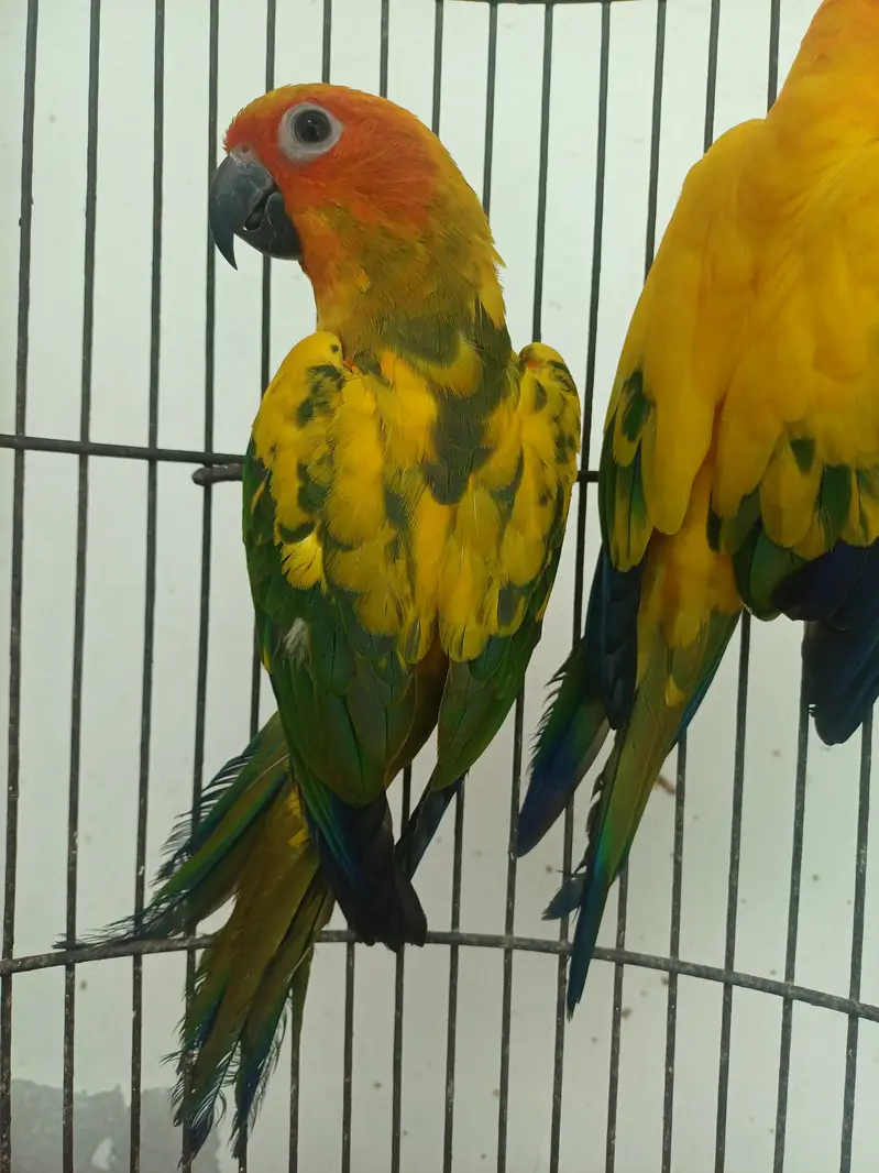 Sun conure Males — photo 8
