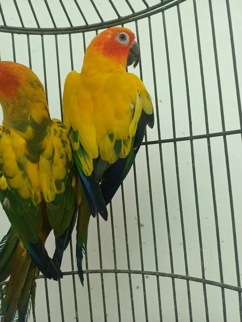 Sun conure Males — photo 9