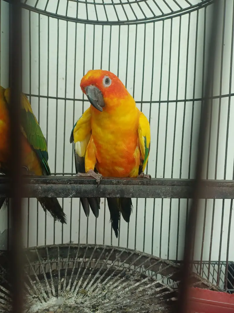 Sun conure Males — photo 10
