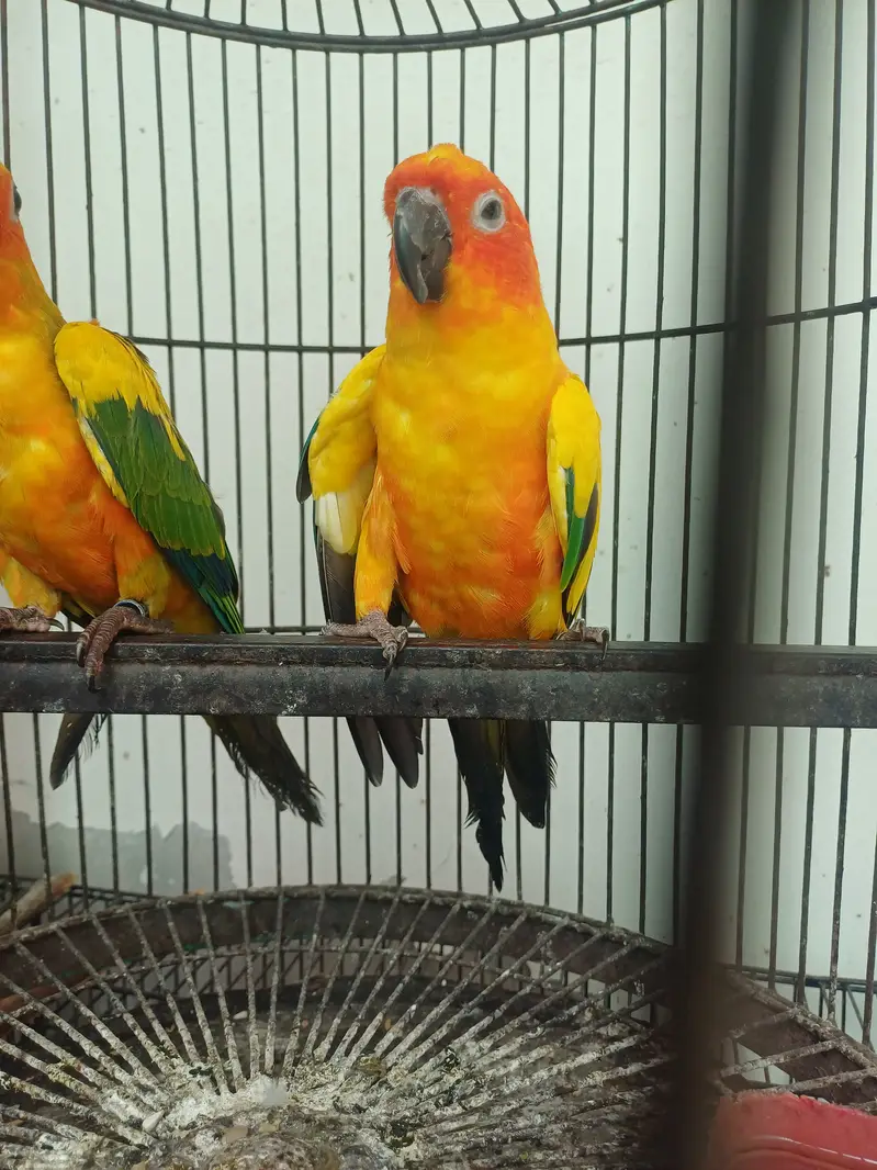 Sun conure Males — photo 11