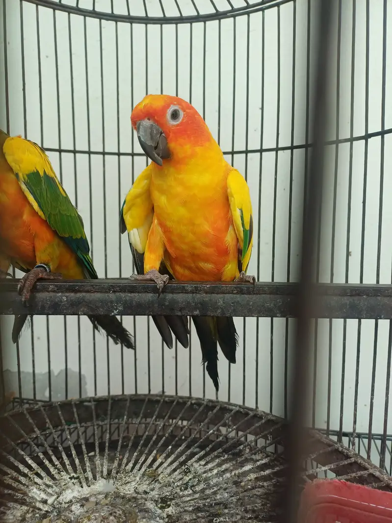 Sun conure Males — photo 12