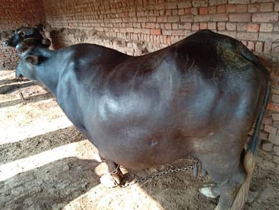 Buffalo for Sale