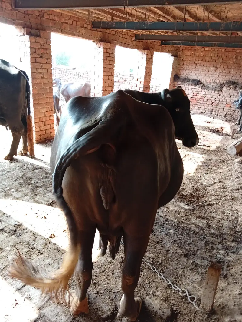 Buffalo for Sale — photo 2