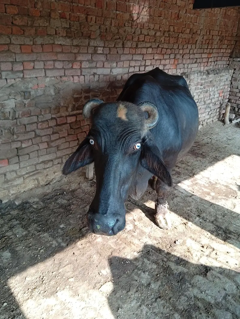 Buffalo for Sale — photo 7