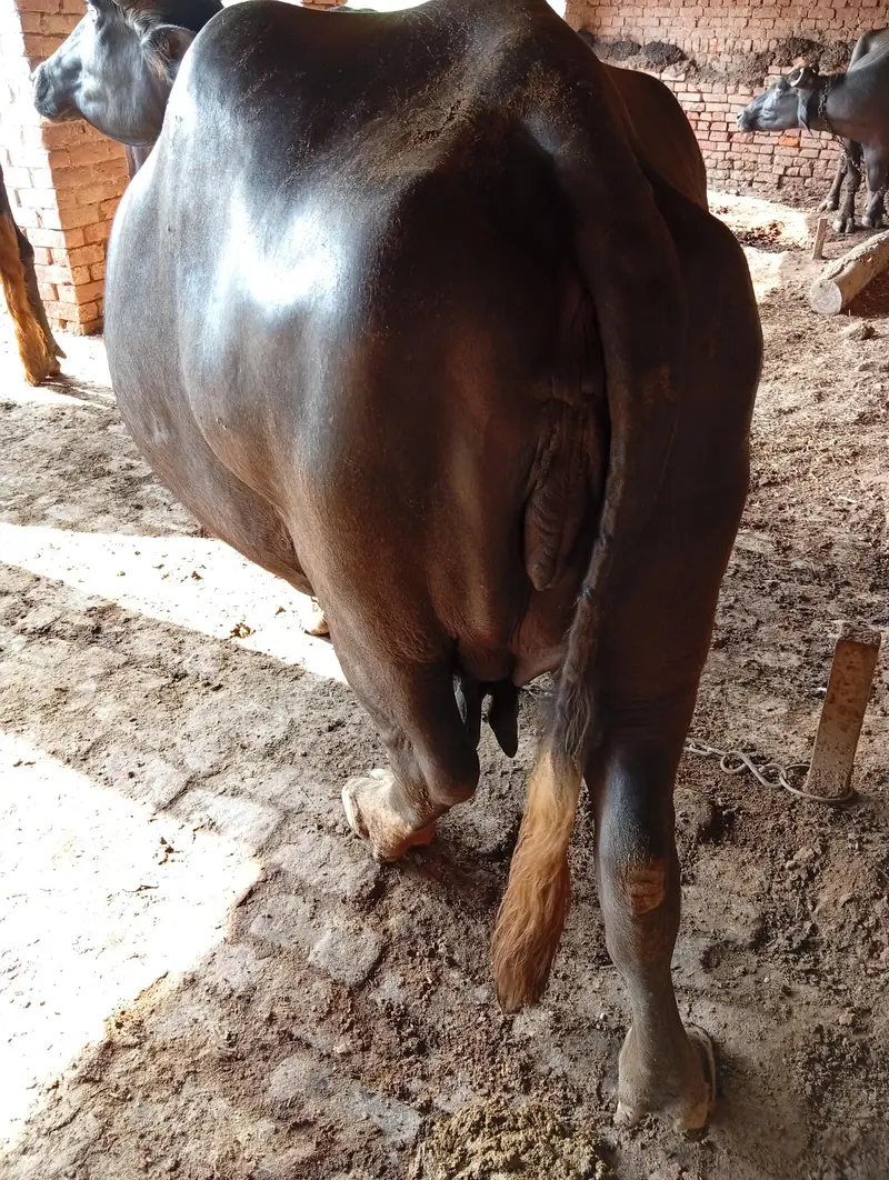 Buffalo for Sale — photo 8