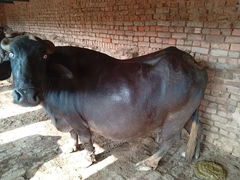 Buffalo for Sale — photo 9