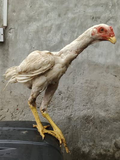 pure white shamo chick