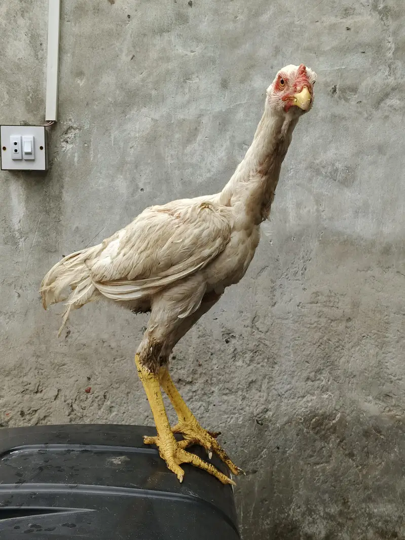 pure white shamo chick — photo 2