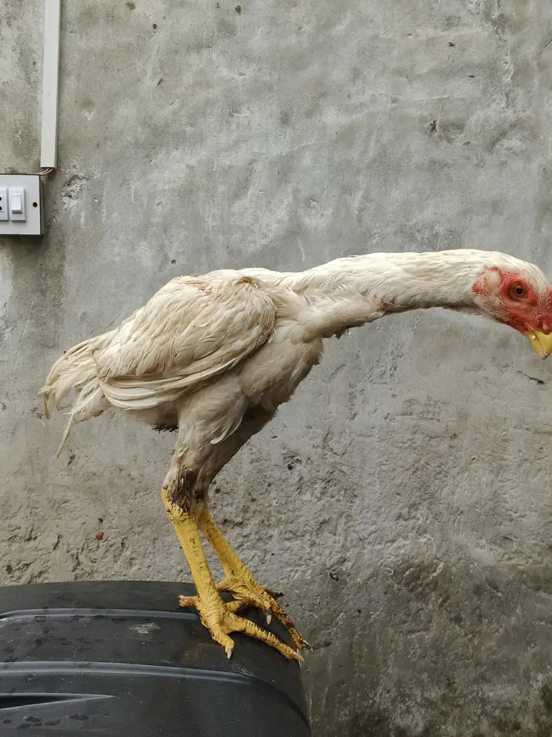 pure white shamo chick — photo 3