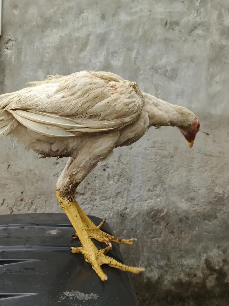 pure white shamo chick — photo 4