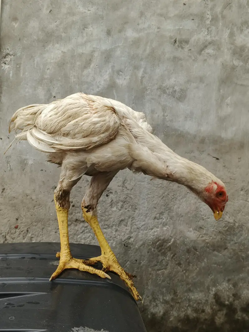 pure white shamo chick — photo 5