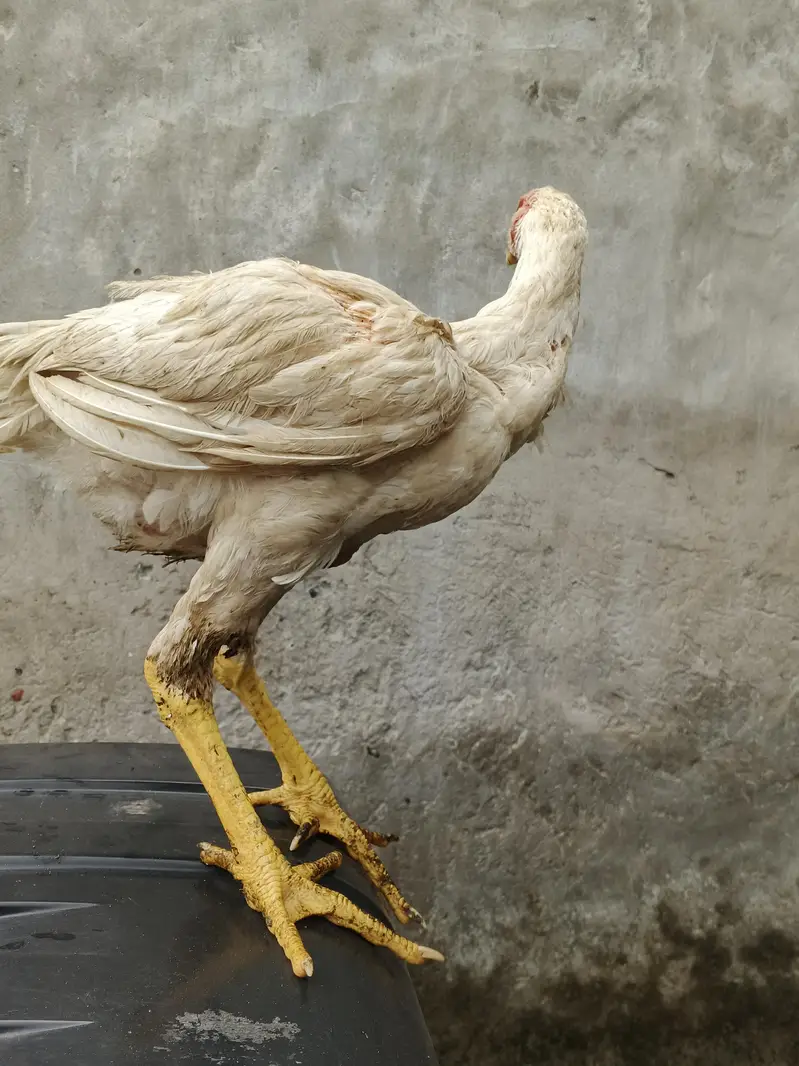 pure white shamo chick — photo 6