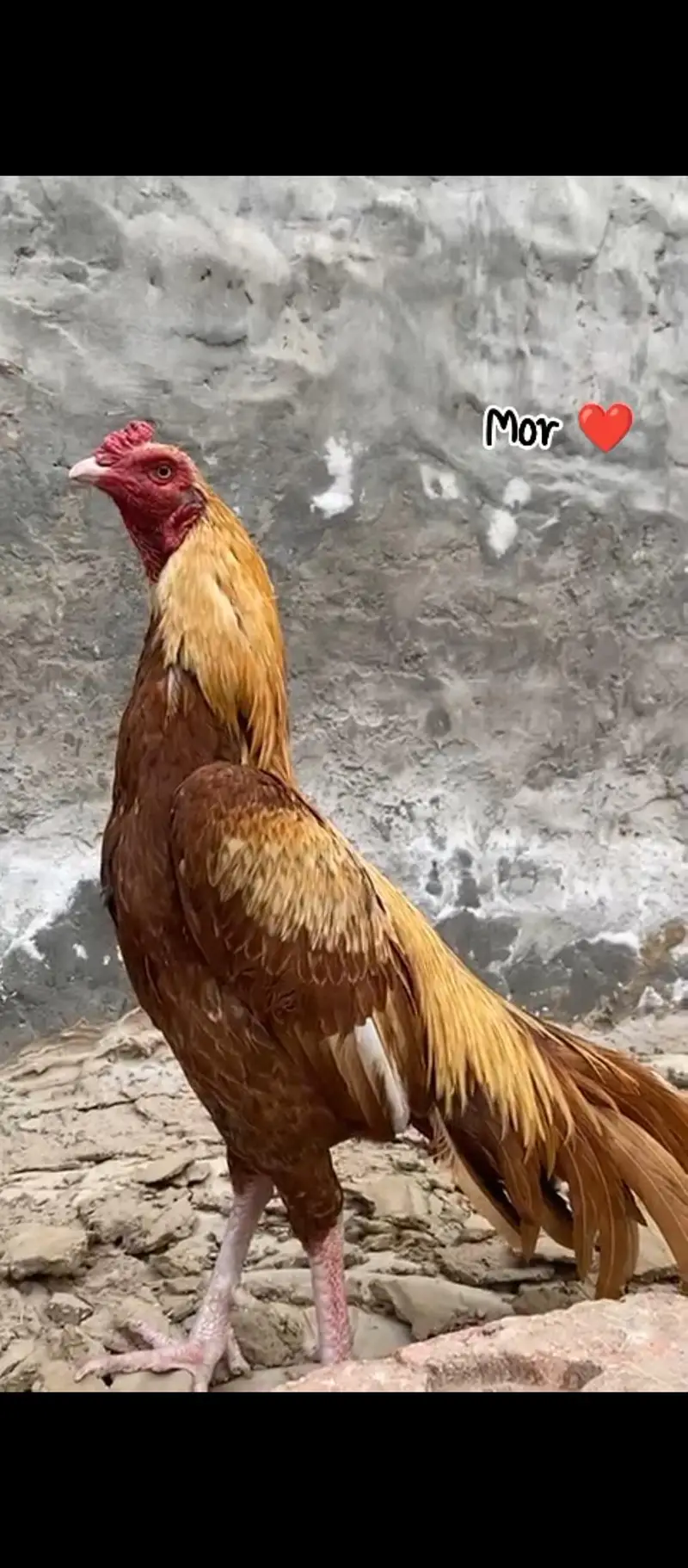 Mianwali Peela Aseel — photo 2