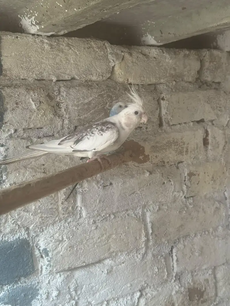 Male cocktail — photo 2