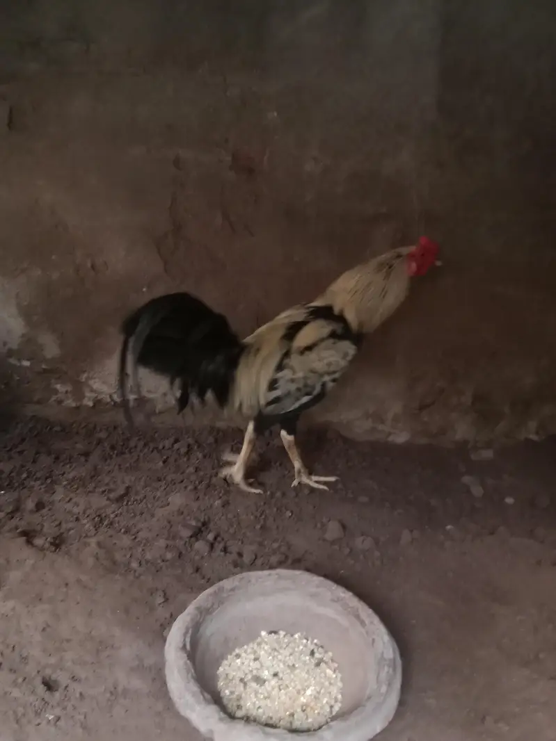 aseel murga. contact number 03330031118 — photo 2