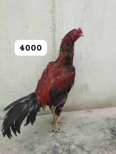Aseel murga or murgi 03422827744 Urgent sale