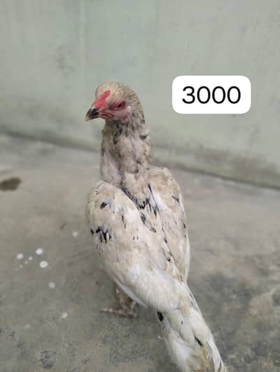 Aseel murgi 03422827744 Urgent sale