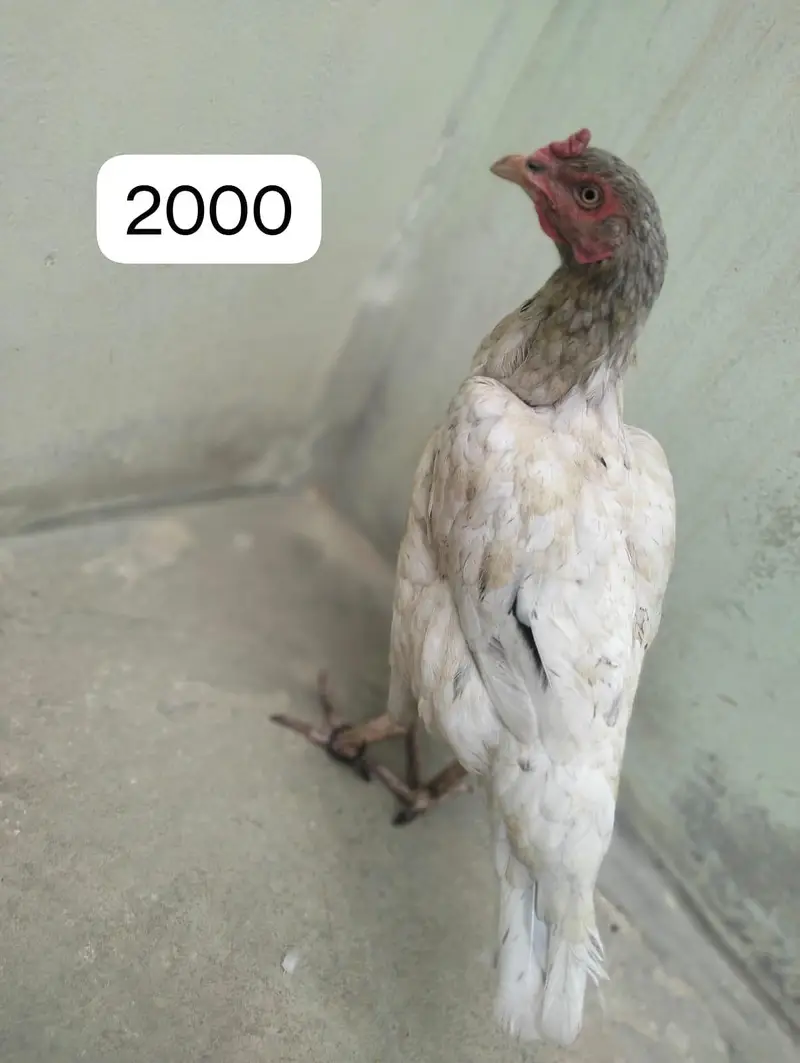 Aseel murga or murgi 03422827744 Urgent sale — photo 4