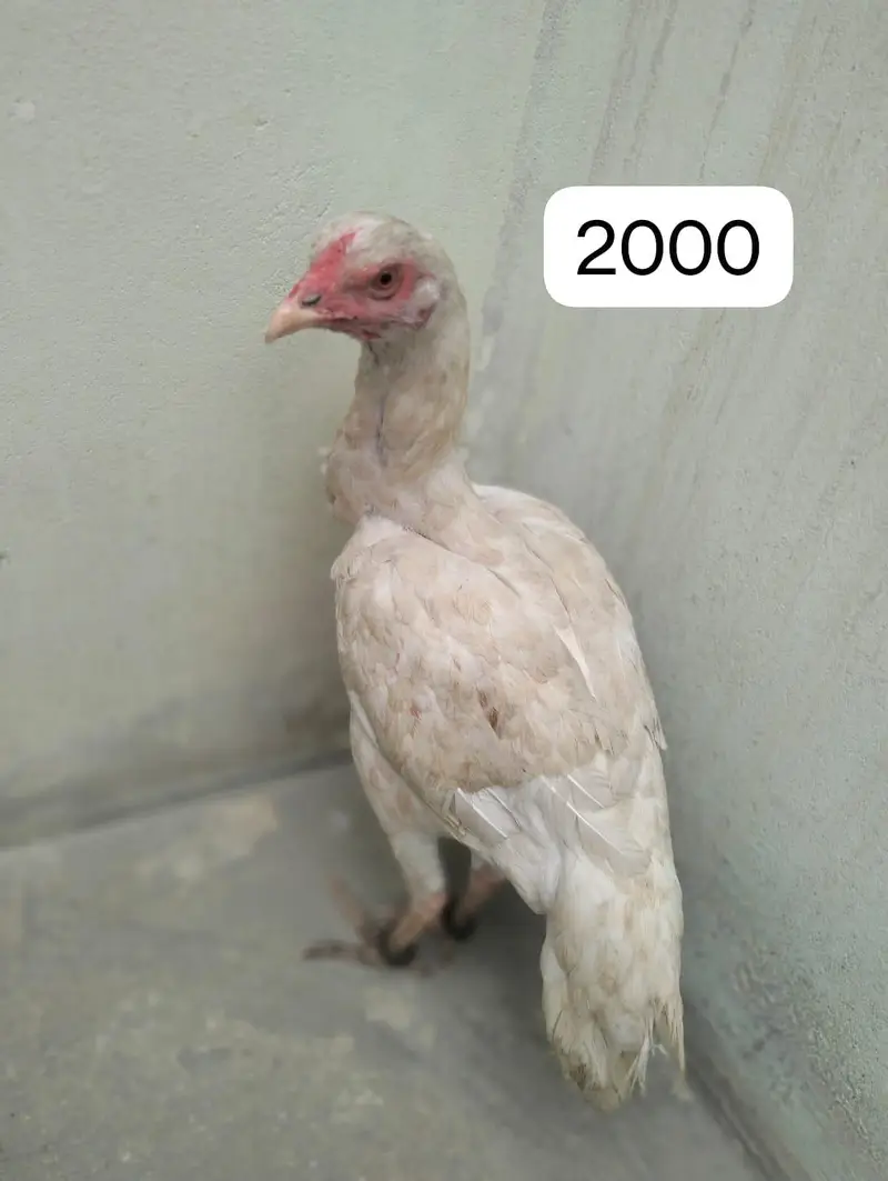 Aseel murga or murgi 03422827744 Urgent sale — photo 5