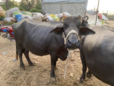 Bhins for sale tazi soye hui