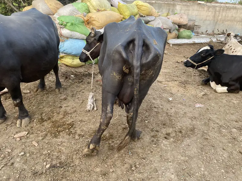 Bhins for sale tazi soye hui — photo 2