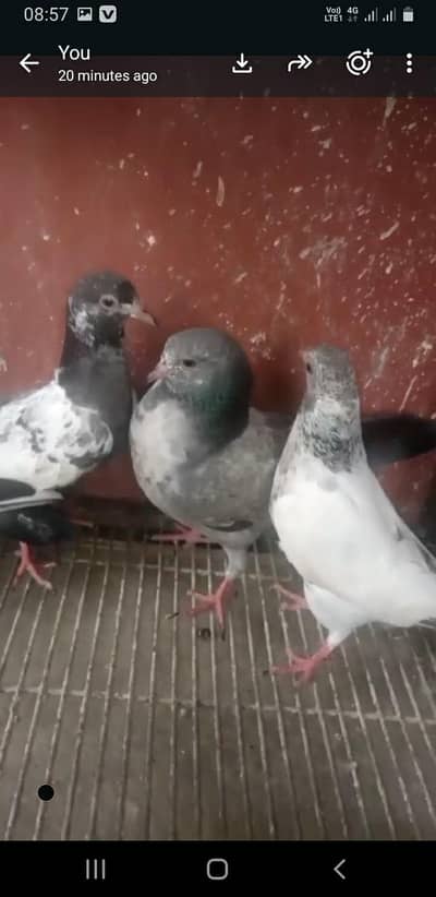 baby pigeon